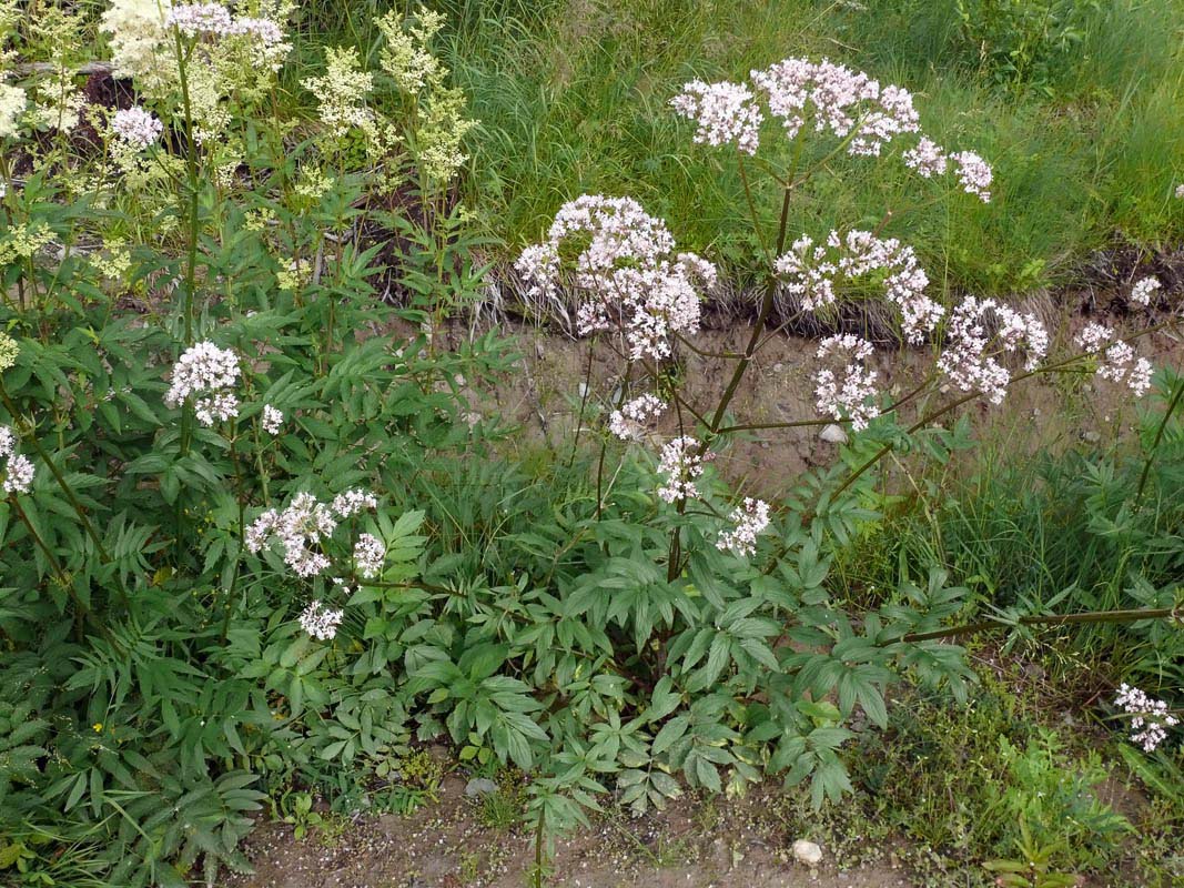 والریانا سامبوسیفولیا